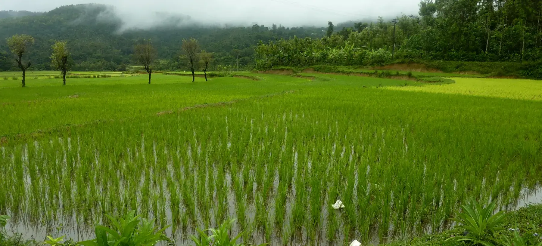 A young rice paddy beneath misty hills